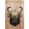 Image 2 : *Rarely Seen* XXL GAUR or INDIAN BISON Shoulder Mount
