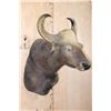 Image 3 : *Rarely Seen* XXL GAUR or INDIAN BISON Shoulder Mount