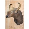 Image 4 : *Rarely Seen* XXL GAUR or INDIAN BISON Shoulder Mount