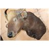 Image 5 : *Rarely Seen* XXL GAUR or INDIAN BISON Shoulder Mount