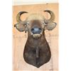 Image 6 : *Rarely Seen* XXL GAUR or INDIAN BISON Shoulder Mount