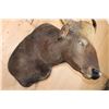 Image 7 : *Rarely Seen* XXL GAUR or INDIAN BISON Shoulder Mount