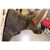Image 8 : *Rarely Seen* XXL GAUR or INDIAN BISON Shoulder Mount