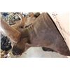 Image 9 : *Rarely Seen* XXL GAUR or INDIAN BISON Shoulder Mount