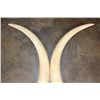 Image 10 : *TEXAS RESIDENTS ONLY* Big Set of (2) ELEPHANT IVORY TUSKS with Brass Caps