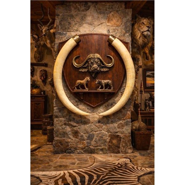 *TEXAS RESIDENTS ONLY* Big Set of (2) ELEPHANT IVORY TUSKS with Brass Caps