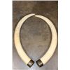 Image 2 : *TEXAS RESIDENTS ONLY* Big Set of (2) ELEPHANT IVORY TUSKS with Brass Caps