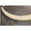 Image 5 : *TEXAS RESIDENTS ONLY* Big Set of (2) ELEPHANT IVORY TUSKS with Brass Caps