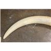Image 6 : *TEXAS RESIDENTS ONLY* Big Set of (2) ELEPHANT IVORY TUSKS with Brass Caps