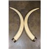 Image 8 : *TEXAS RESIDENTS ONLY* Big Set of (2) ELEPHANT IVORY TUSKS with Brass Caps