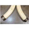 Image 9 : *TEXAS RESIDENTS ONLY* Big Set of (2) ELEPHANT IVORY TUSKS with Brass Caps