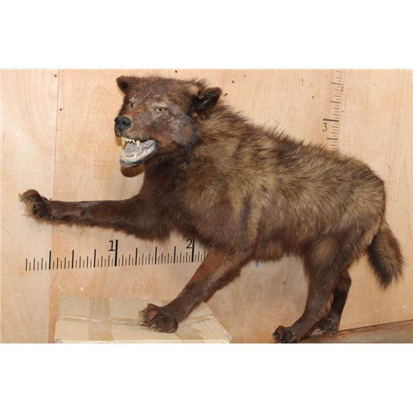 Life-sized WOLF on Bolts with No Base