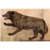 Image 2 : Life-sized WOLF on Bolts with No Base