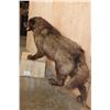 Image 4 : Life-sized WOLF on Bolts with No Base
