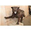 Image 5 : Life-sized WOLF on Bolts with No Base