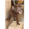 Image 7 : Life-sized WOLF on Bolts with No Base