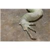 Image 11 : *Rarely Seen* Big Life-sized IGUANA