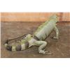 Image 13 : *Rarely Seen* Big Life-sized IGUANA