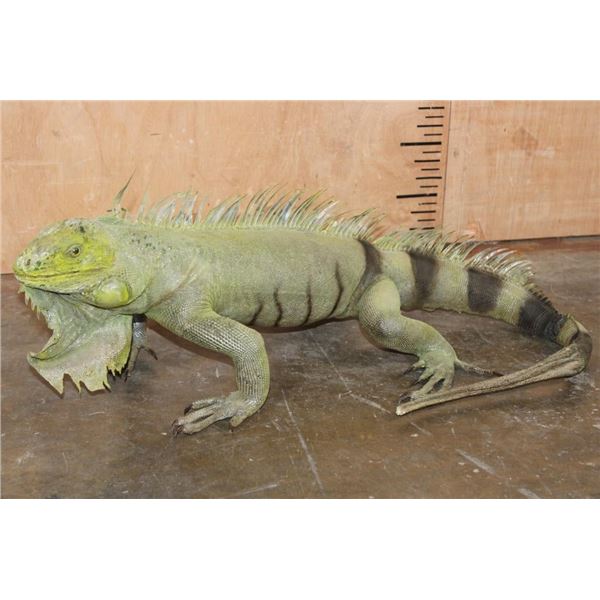 *Rarely Seen* Big Life-sized IGUANA