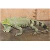 Image 1 : *Rarely Seen* Big Life-sized IGUANA
