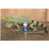 Image 2 : *Rarely Seen* Big Life-sized IGUANA