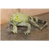 Image 3 : *Rarely Seen* Big Life-sized IGUANA
