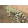 Image 4 : *Rarely Seen* Big Life-sized IGUANA