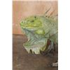 Image 5 : *Rarely Seen* Big Life-sized IGUANA