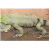 Image 6 : *Rarely Seen* Big Life-sized IGUANA