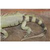Image 7 : *Rarely Seen* Big Life-sized IGUANA