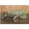 Image 8 : *Rarely Seen* Big Life-sized IGUANA