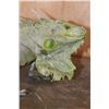 Image 9 : *Rarely Seen* Big Life-sized IGUANA