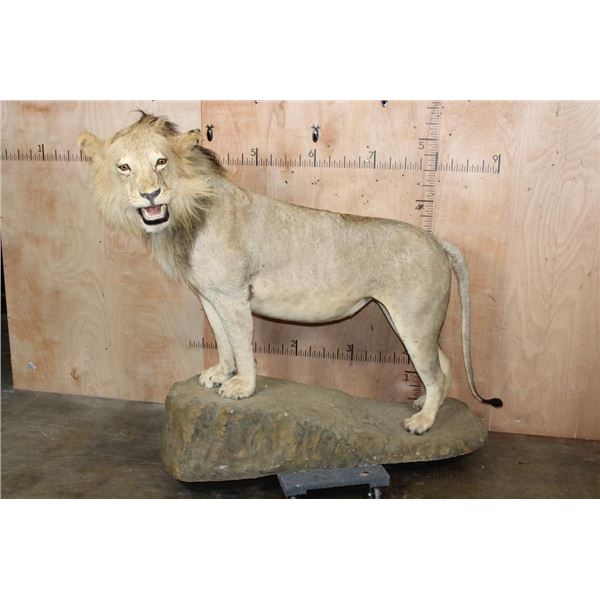 *TEXAS RESIDENTS ONLY* Life-sized AFRICAN LION on a Rock Base