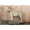 Image 1 : *TEXAS RESIDENTS ONLY* Life-sized AFRICAN LION on a Rock Base