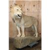 Image 2 : *TEXAS RESIDENTS ONLY* Life-sized AFRICAN LION on a Rock Base