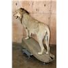 Image 3 : *TEXAS RESIDENTS ONLY* Life-sized AFRICAN LION on a Rock Base