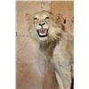 Image 4 : *TEXAS RESIDENTS ONLY* Life-sized AFRICAN LION on a Rock Base