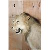 Image 5 : *TEXAS RESIDENTS ONLY* Life-sized AFRICAN LION on a Rock Base