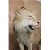 Image 6 : *TEXAS RESIDENTS ONLY* Life-sized AFRICAN LION on a Rock Base
