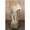 Image 7 : *TEXAS RESIDENTS ONLY* Life-sized AFRICAN LION on a Rock Base