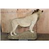 Image 8 : *TEXAS RESIDENTS ONLY* Life-sized AFRICAN LION on a Rock Base