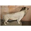 Image 9 : *TEXAS RESIDENTS ONLY* Life-sized AFRICAN LION on a Rock Base