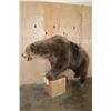 Image 10 : Life-sized GRIZZLY or BROWN BEAR on Bolts with No Base