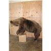 Image 11 : Life-sized GRIZZLY or BROWN BEAR on Bolts with No Base