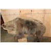 Image 12 : Life-sized GRIZZLY or BROWN BEAR on Bolts with No Base