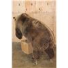 Image 13 : Life-sized GRIZZLY or BROWN BEAR on Bolts with No Base