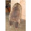 Image 14 : Life-sized GRIZZLY or BROWN BEAR on Bolts with No Base