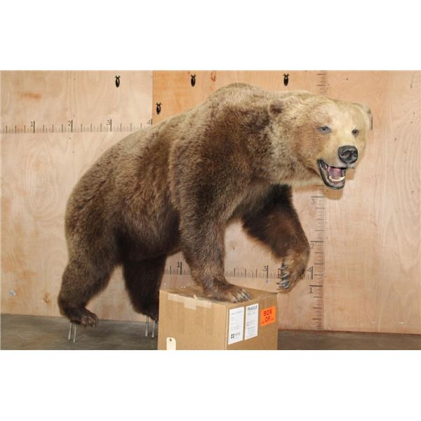 Life-sized GRIZZLY or BROWN BEAR on Bolts with No Base