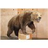 Image 1 : Life-sized GRIZZLY or BROWN BEAR on Bolts with No Base