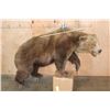 Image 2 : Life-sized GRIZZLY or BROWN BEAR on Bolts with No Base